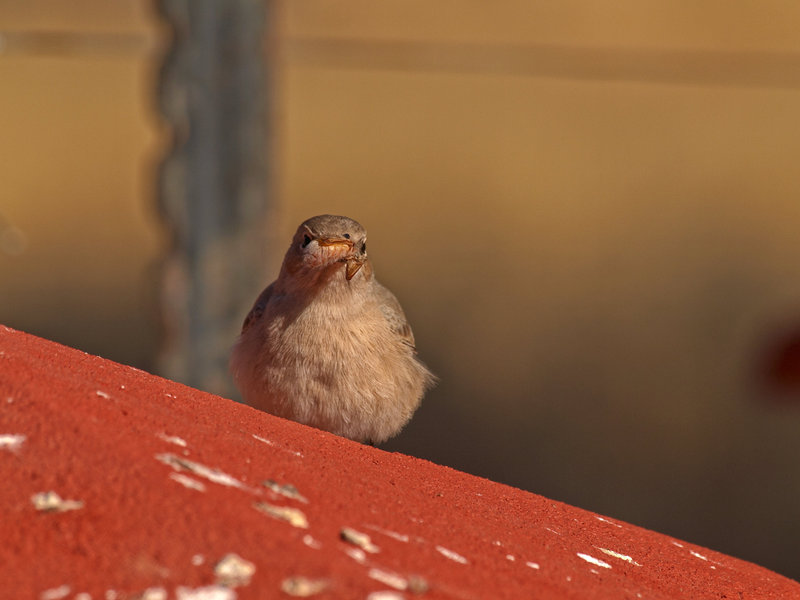 Bird, Namib Desert Lodge